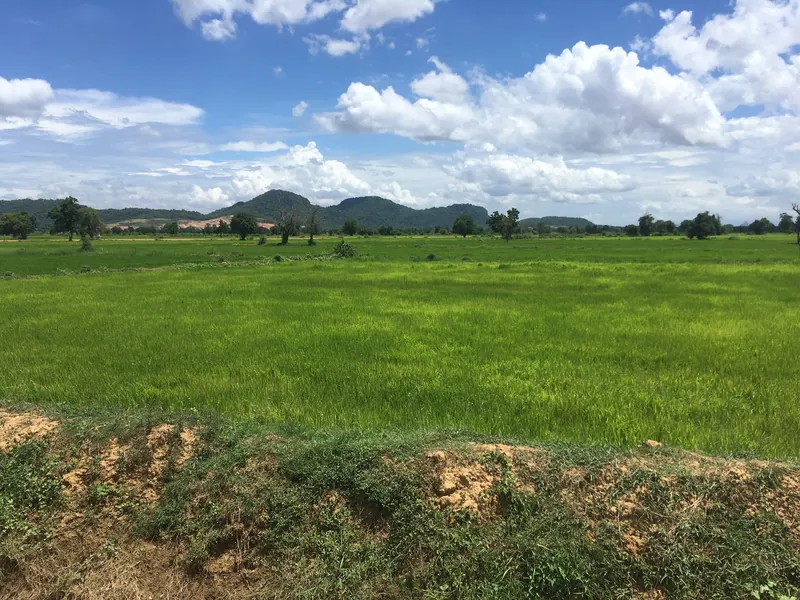Rice fields outside Battambang, Cambodia's main rice-growing region