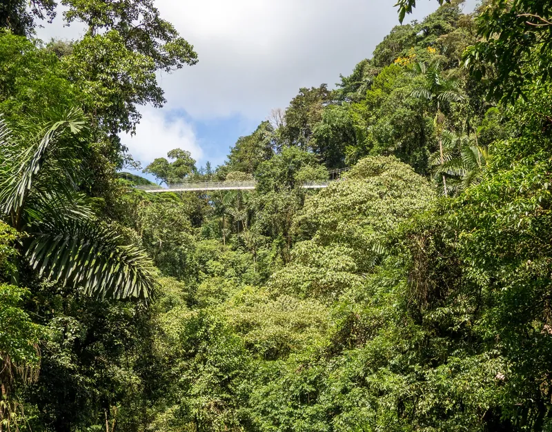Hängebrücke über dem Regenwald im Park Arenal Hanging Bridges bei La Fortuna