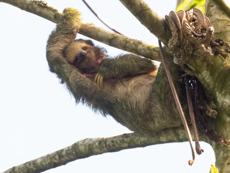 Braunkehl-Faultier (Bradypus variegatus) in einem Baum bei La Fortuna