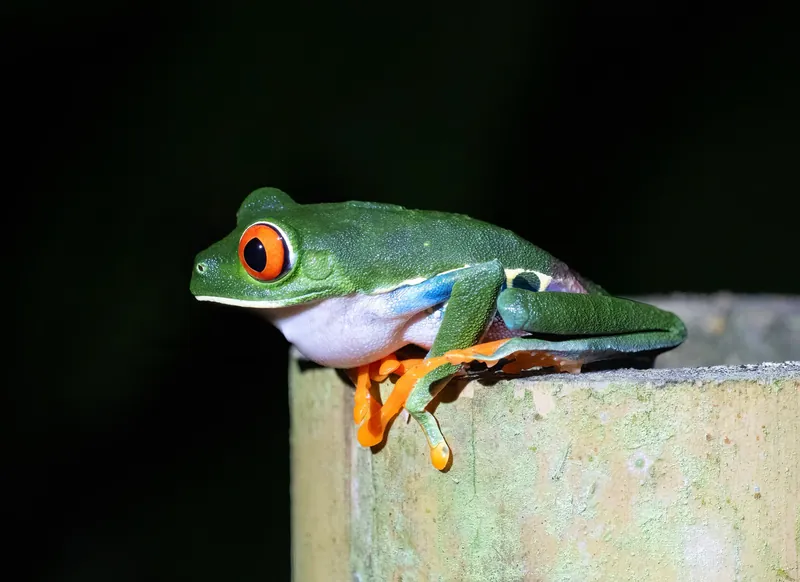 Rotaugenlaubfrosch (Agalychnis callidryas) bei La Fortuna