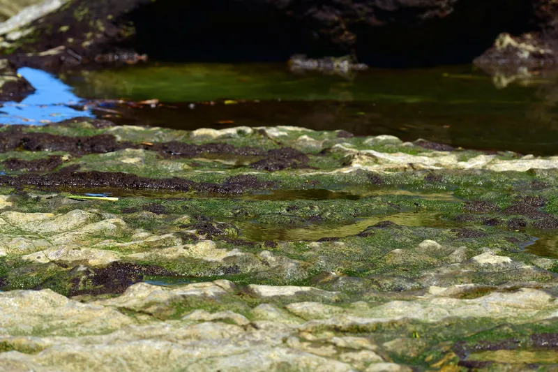 Gezeitentümpel auf den Felsplatten im Reserva Biológica Nosara