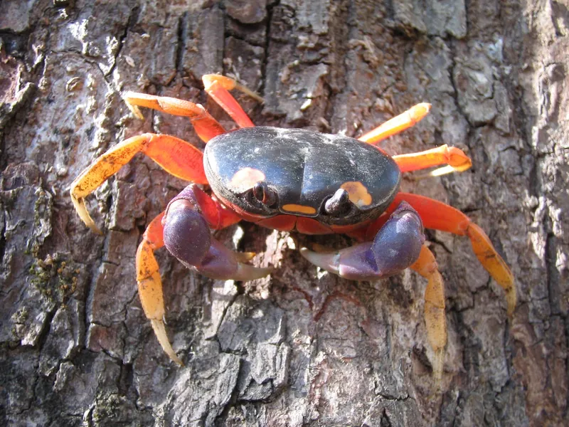 Halloween-Landkrabbe (Gecarcinus quadratus) an einem Baumstamm bei Nosara