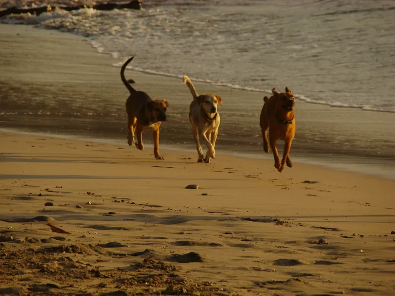 Freilaufende Hunde am Strand von Nosara im Abendlicht