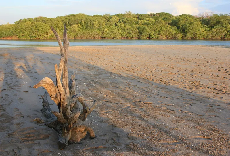 Mündung des Río Matapalo bei Tamarindo mit Treibholz und Mangrovenwald