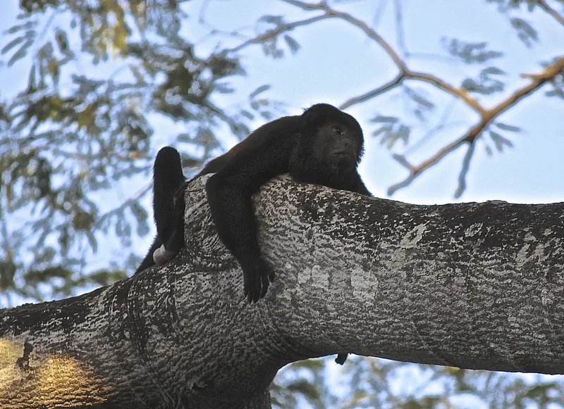 Mantelbrüllaffe (Alouatta palliata) in einem Baum bei Tamarindo