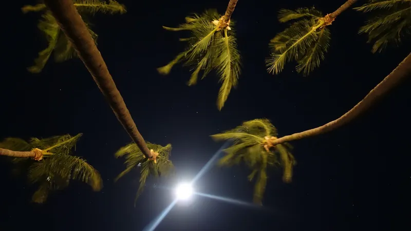 Kokospalmen bei Nacht im Mondlicht in Tamarindo