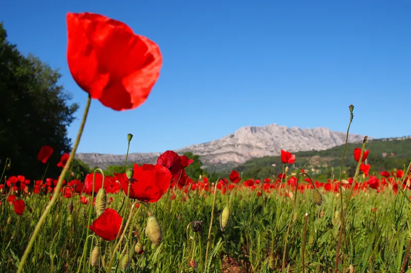 Mohnfeld am Fuß der Montagne Sainte-Victoire bei Aix-en-Provence