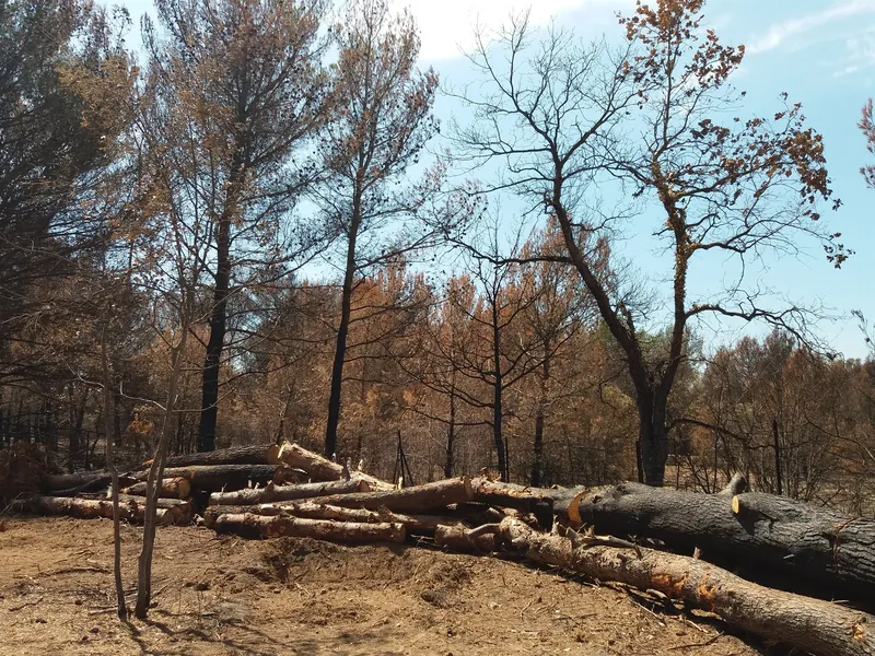 Verbrannter Kiefernwald bei Saint-Cannat rund 15 km westlich von Aix-en-Provence, einen Monat nach dem Waldbrand von Mitte Juli 2017