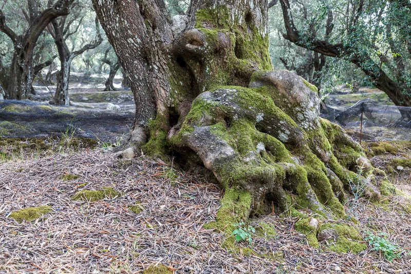 Old olive tree in a grove near Agioi Douloi in northern Corfu