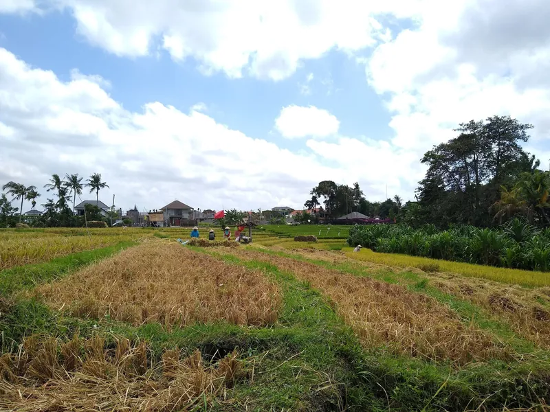 Reisernte auf einem Feld in Canggu