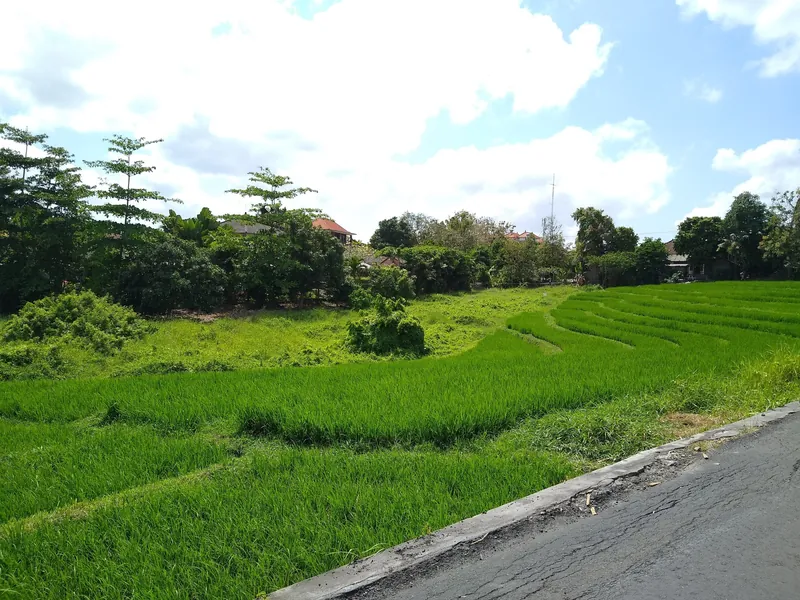 Terrassiertes Reisfeld direkt an der Straße in Canggu