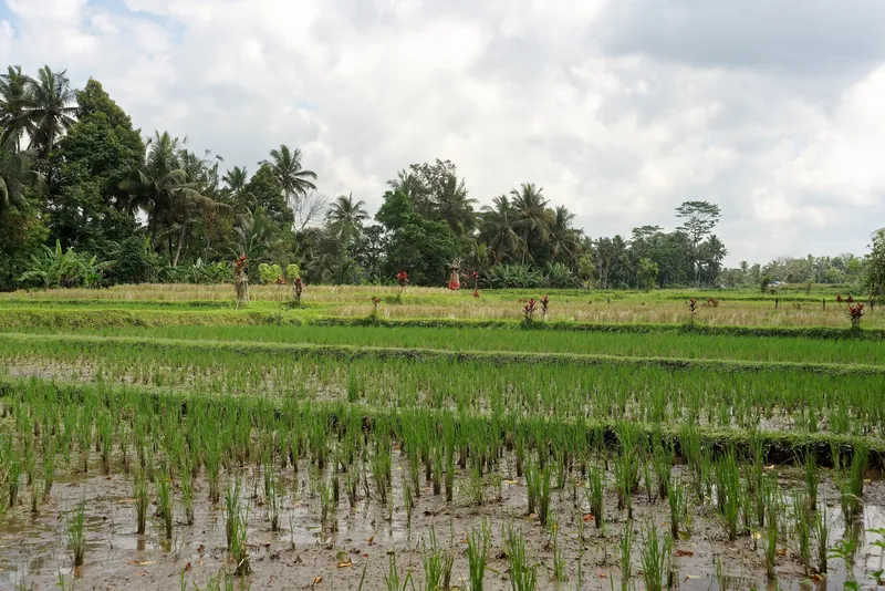 Bewässerte Reisfelder am Ortsrand von Ubud