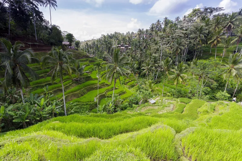 Reisterrassen von Tegalalang rund 10 km nördlich von Ubud