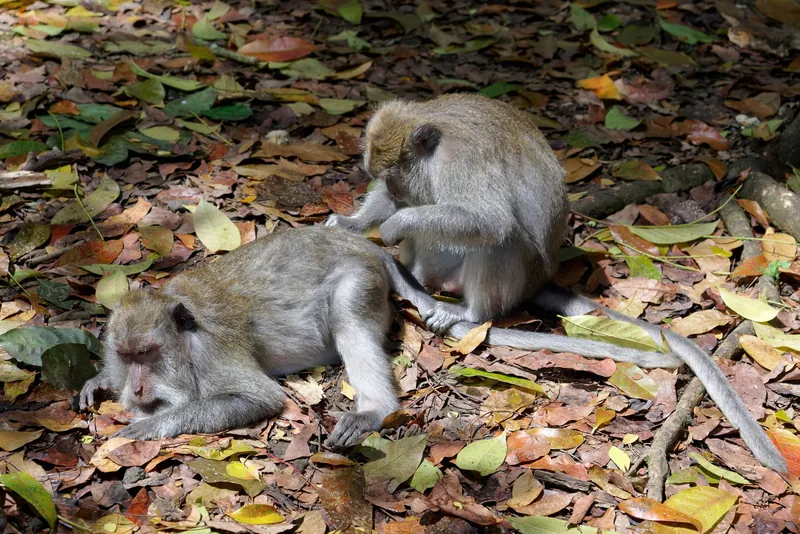 Javaneraffen (Macaca fascicularis) im Ubud Monkey Forest