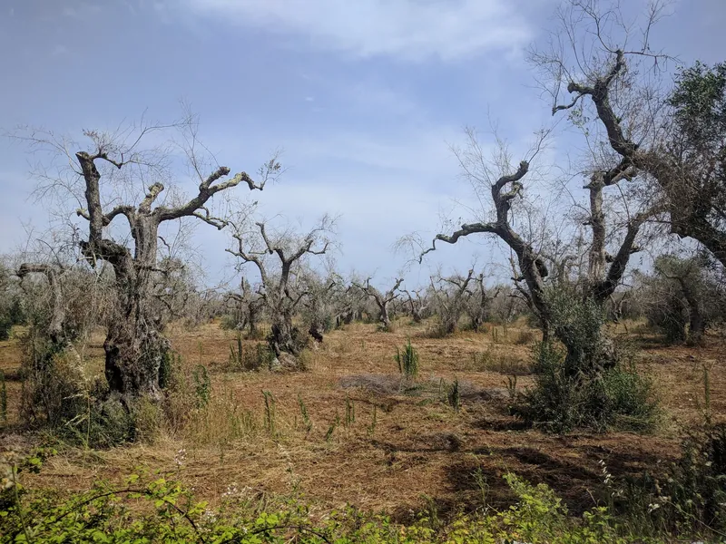 Von Xylella fastidiosa befallener, abgestorbener Olivenhain bei Surano in der Provinz Lecce (das Bakterium hat seit 2013 große Teile der Olivenhaine im Salento zerstört)