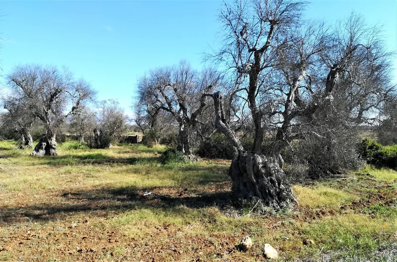 Abgestorbene Olivenbäume nach Xylella-Befall im Umland von Gallipoli in der Provinz Lecce
