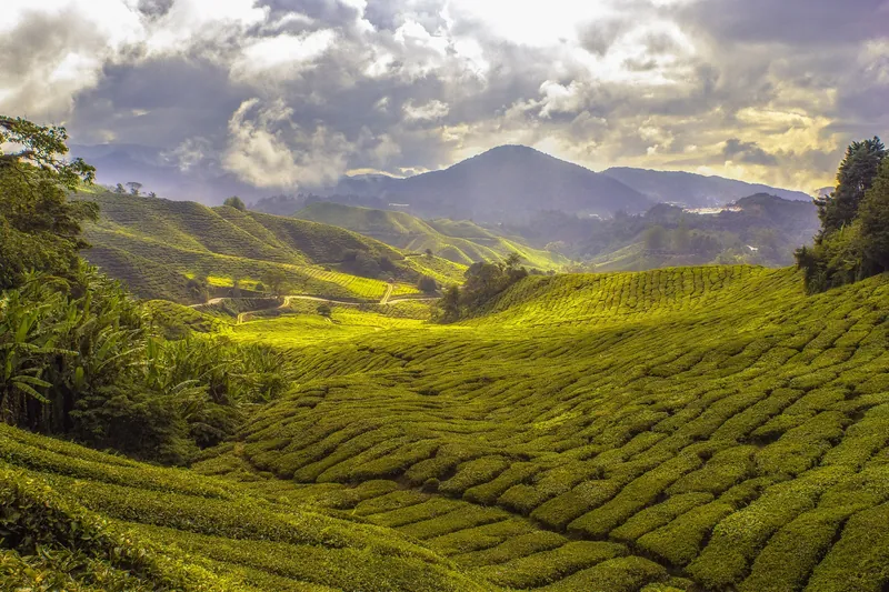 Teeplantage in den Cameron Highlands im Abendlicht