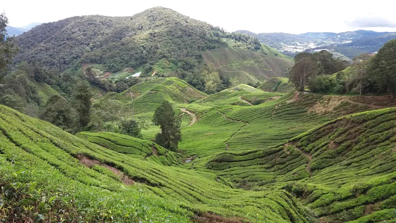 Teeplantage an den Hängen des Gunung Brinchang in den Cameron Highlands