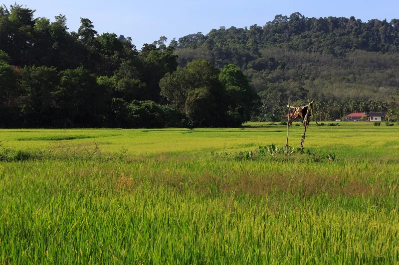 Reisfeld vor bewaldeten Hügeln im Inselinneren von Langkawi
