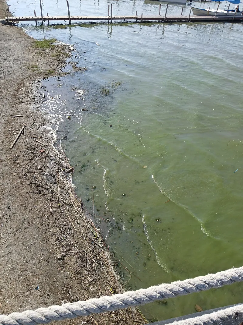 Algae mat and floating debris in the shallows of Lake Chapala near Chapala town. The lake suffers from falling water levels and nutrient pollution.