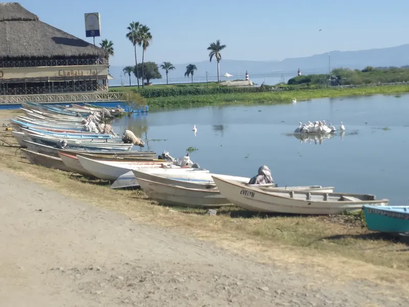 Fishing boats pulled up on the shore by the Chapala malecón, with pelicans and water hyacinth
