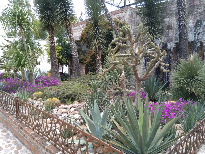 Kakteengarten am Kunstzentrum Fábrica La Aurora in San Miguel de Allende