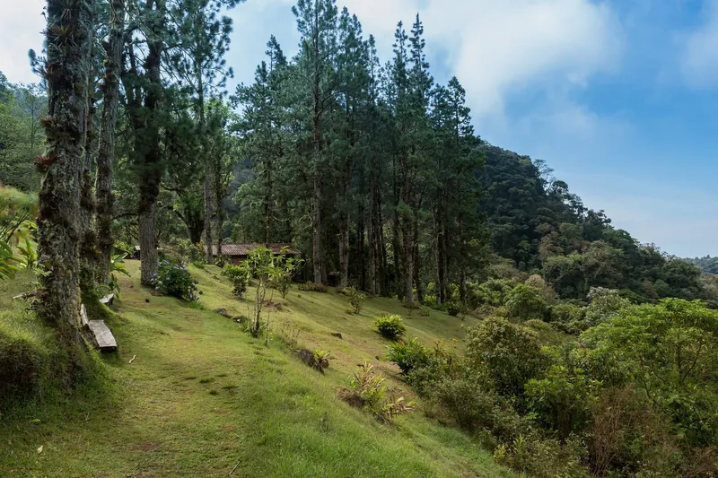 Wanderweg durch Kiefern- und Bergwald bei Boquete