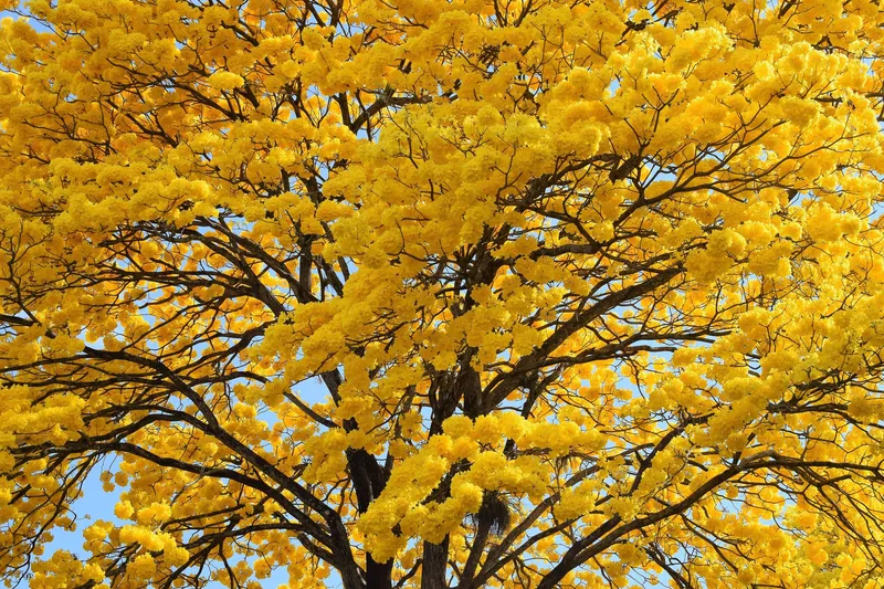 Flowering guayacán tree (Handroanthus chrysanthus) at the entrance to the Universidad Autónoma de Chiriquí in David