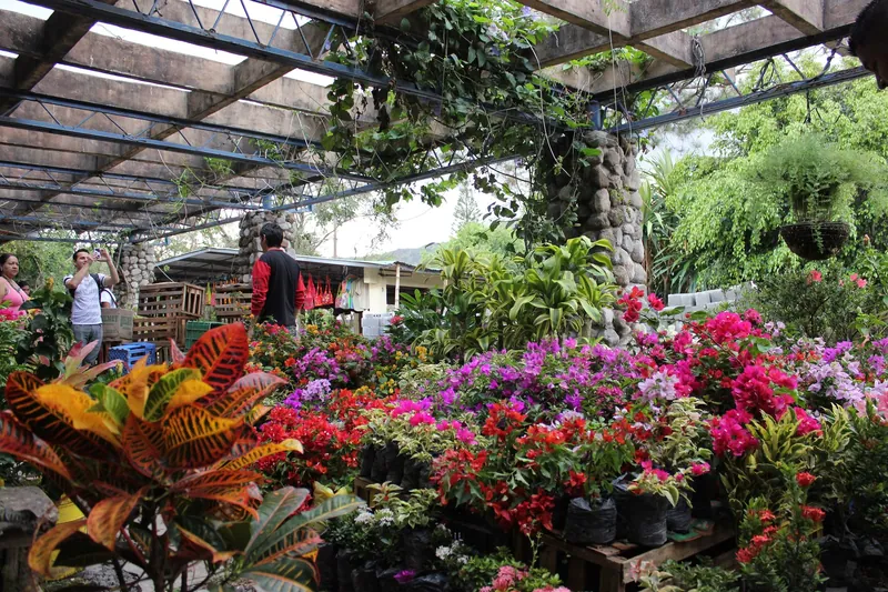Zierpflanzen- und Blumenstände im Markt von El Valle de Antón