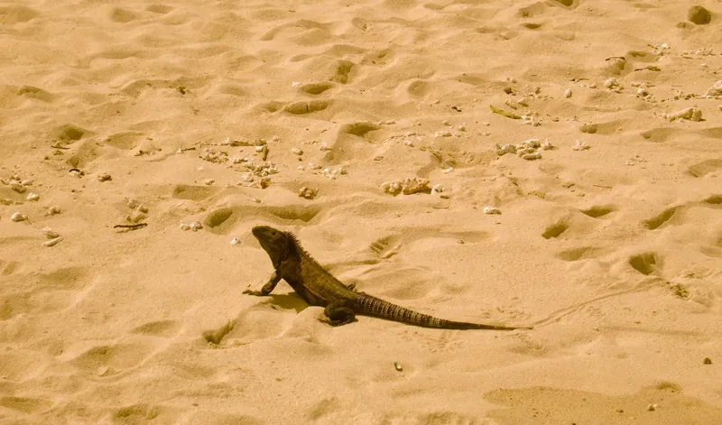 Schwarzleguan (Ctenosaura similis) im Wildschutzgebiet Isla Iguana vor Pedasí