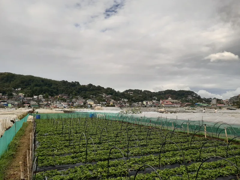 Erdbeerfelder in La Trinidad bei Baguio, Provinz Benguet