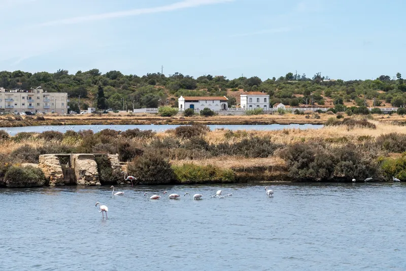 Flamingos in den Salinen von Fuseta im Naturpark Ria Formosa bei Olhão