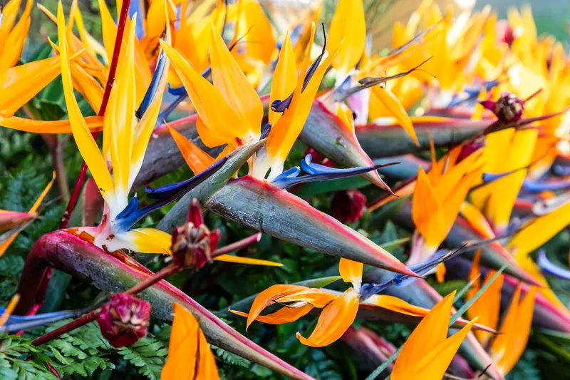 Strelitzien (Paradiesvogelblumen) am Largo da República in Funchal