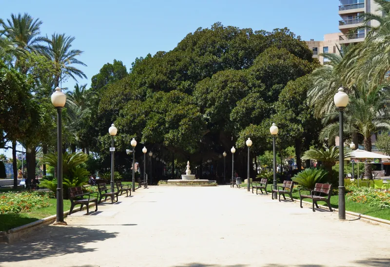Alte Ficusbäume und Sitzbänke im Parque de Canalejas in Alicante