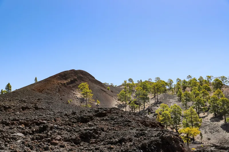 Lavafeld und Kanarische Kiefern im Teide-Nationalpark auf Teneriffa