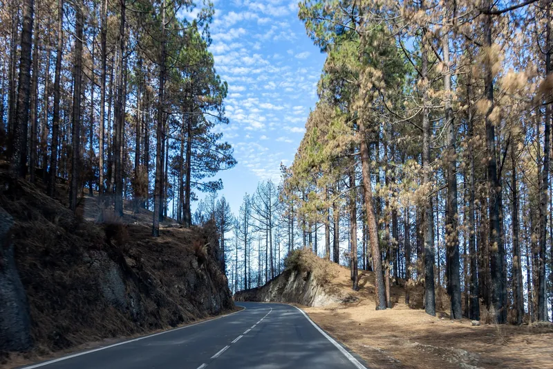 Verbrannter Kiefernwald an der Straße TF-24 im Norden Teneriffas (Folgen des Waldbrands vom August 2023, bei dem rund 15.000 Hektar verbrannten und mehrere Tausend Menschen evakuiert wurden)