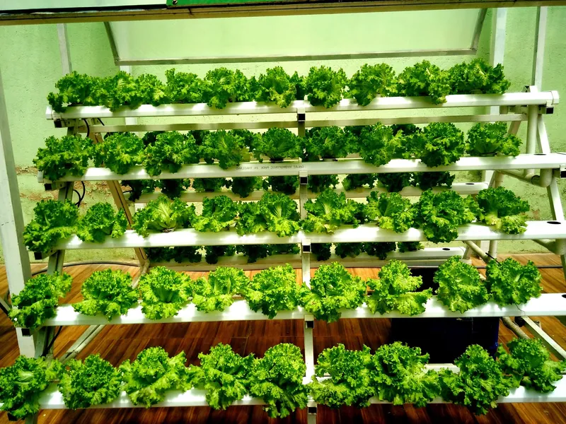 Salat aus hydroponischem Anbau in einem Gewächshaus in Da Lat