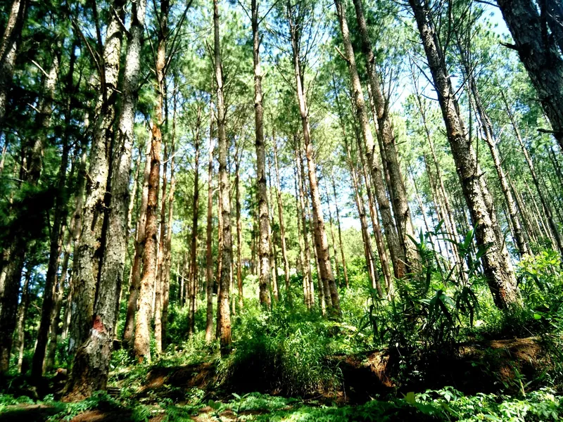 Kiefernwald an einem Hügel am Rand von Da Lat